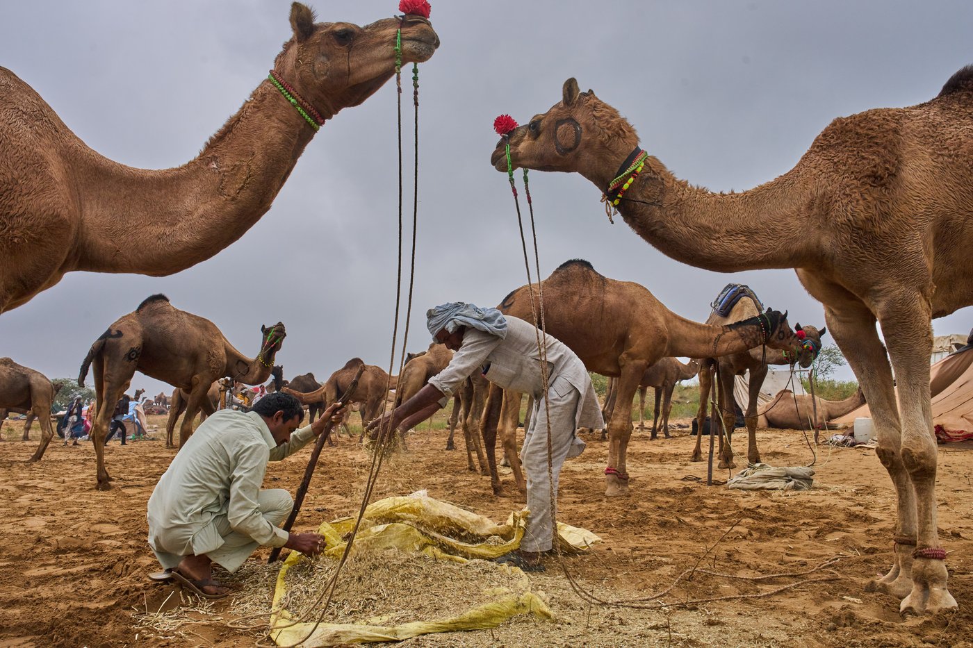 A camel fair in India's desert town of Pushkar draws traders and tourists, in photos | iNFOnews.ca