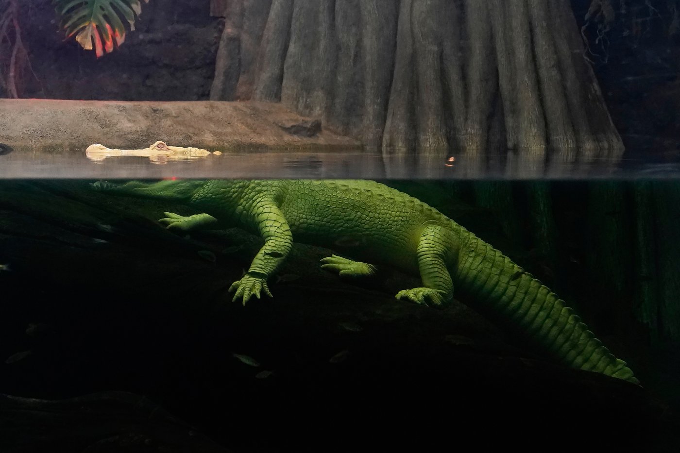 San Francisco's beloved albino alligator Claude dies at 30 | iNFOnews.ca