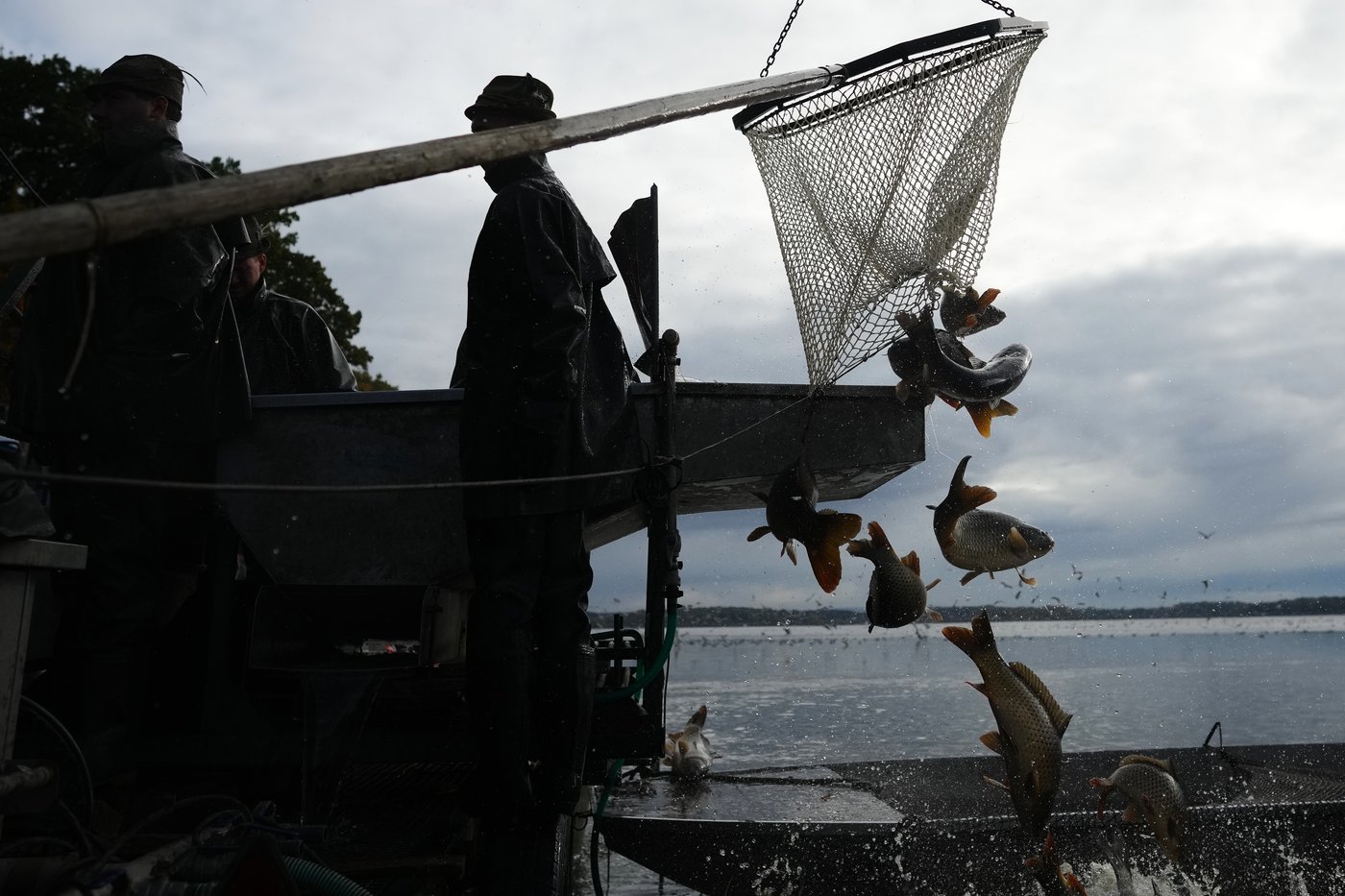 Photos show Czech fisherman hauling in Christmas carp for holiday tables | iNFOnews.ca