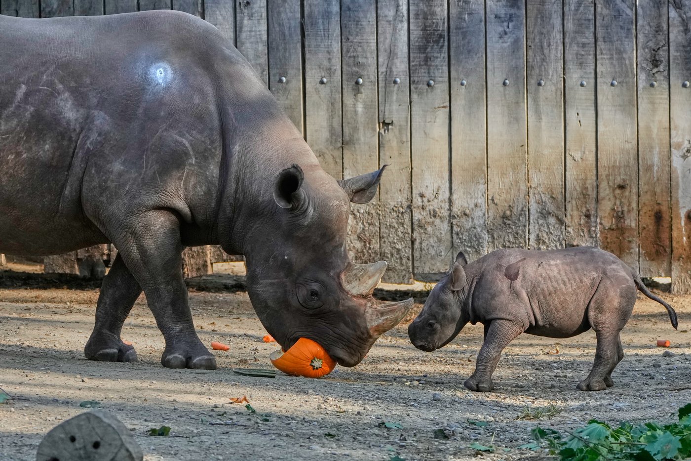 Critically endangered baby black rhino makes its debut at Cleveland zoo | iNFOnews.ca Critically endangered baby black rhino makes its debut at Cleveland zoo | iNFOnews.ca