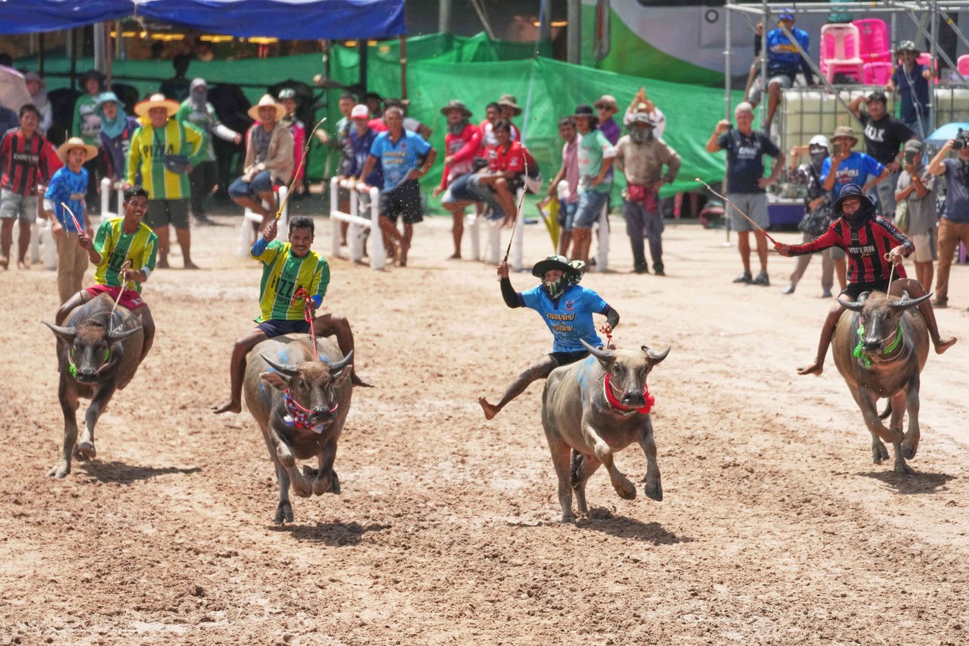 Thailand's water buffaloes have upgraded their status from draft animals to prized competitors | iNFOnews.ca