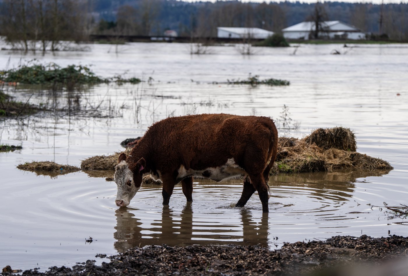 Washington state faces historic floods that have washed away homes and stranded families | iNFOnews.ca