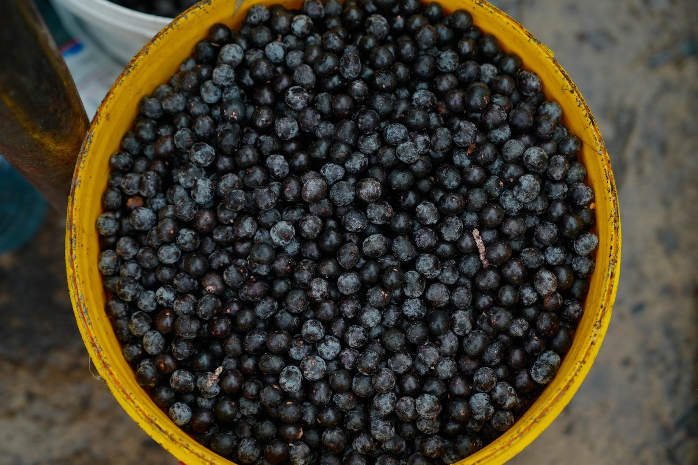 Traditional acai berry dishes surprise visitors to Brazil climate summit, no sugar added | iNFOnews.ca
