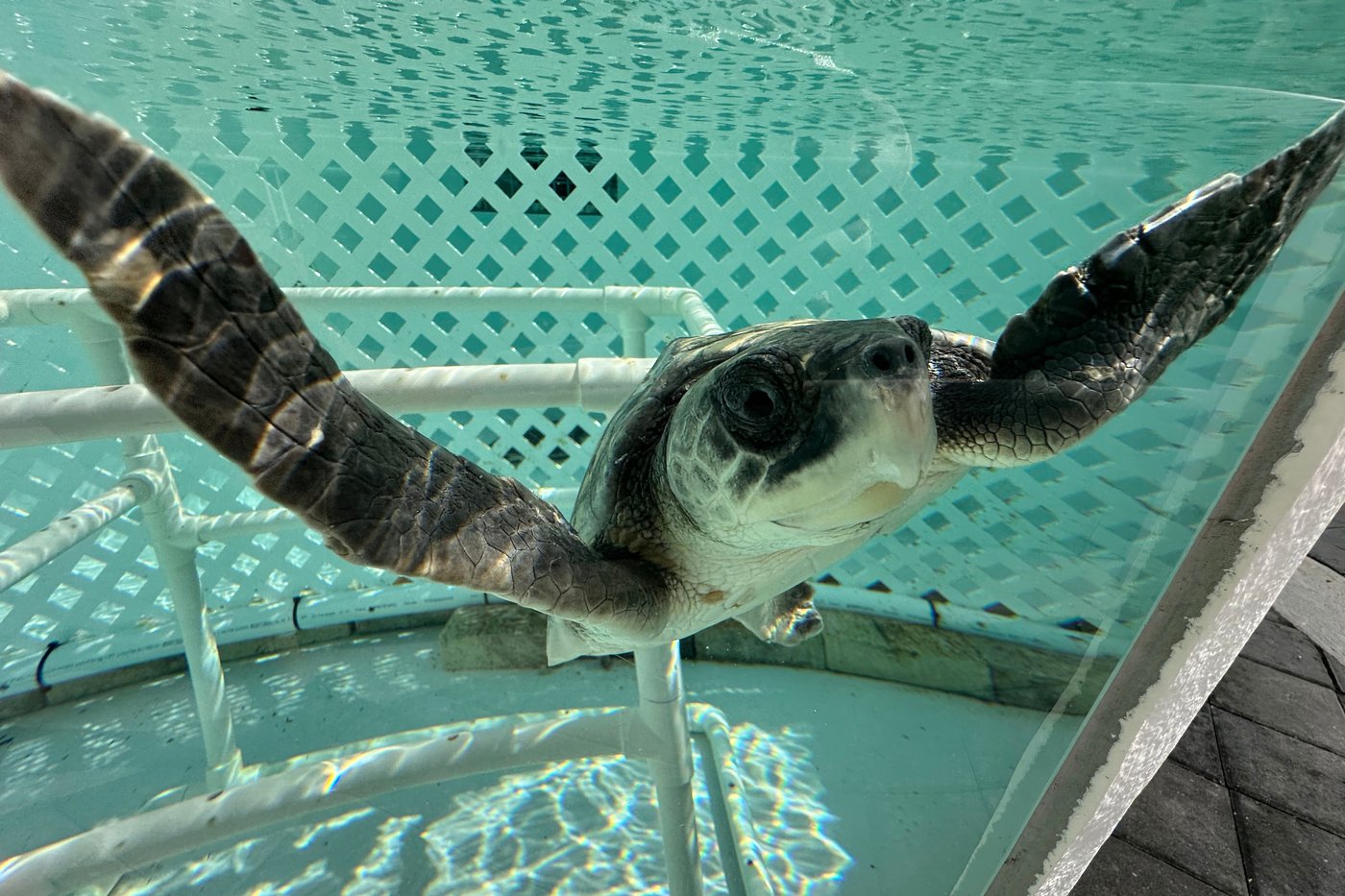 24 endangered sea turtles recovering in Florida after cold stunning off Cape Cod | iNFOnews.ca 24 endangered sea turtles recovering in Florida after cold stunning off Cape Cod | iNFOnews.ca