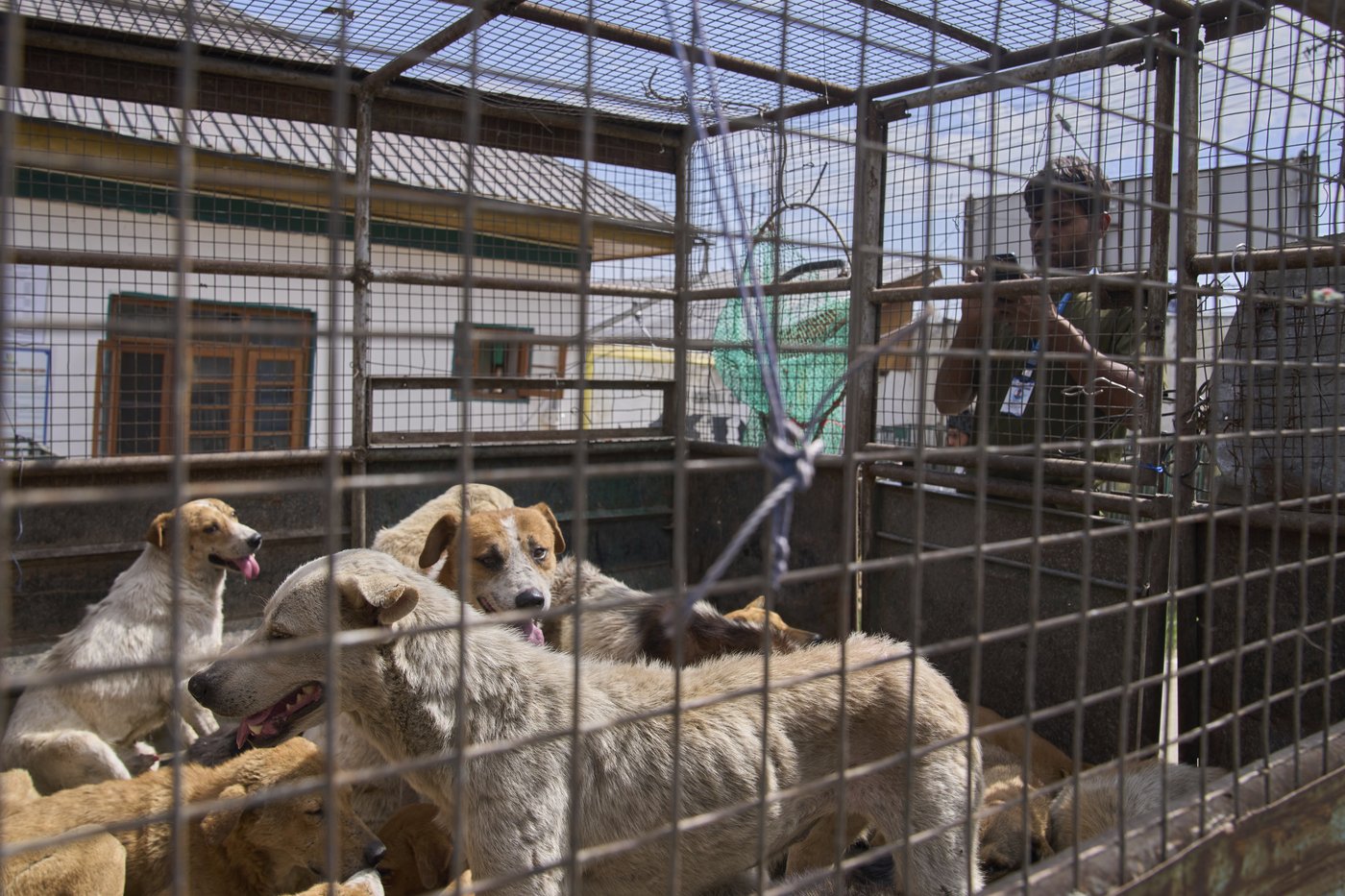 Photos of stray dogs in Indian-controlled Kashmir and attempts to control their population | iNFOnews.ca