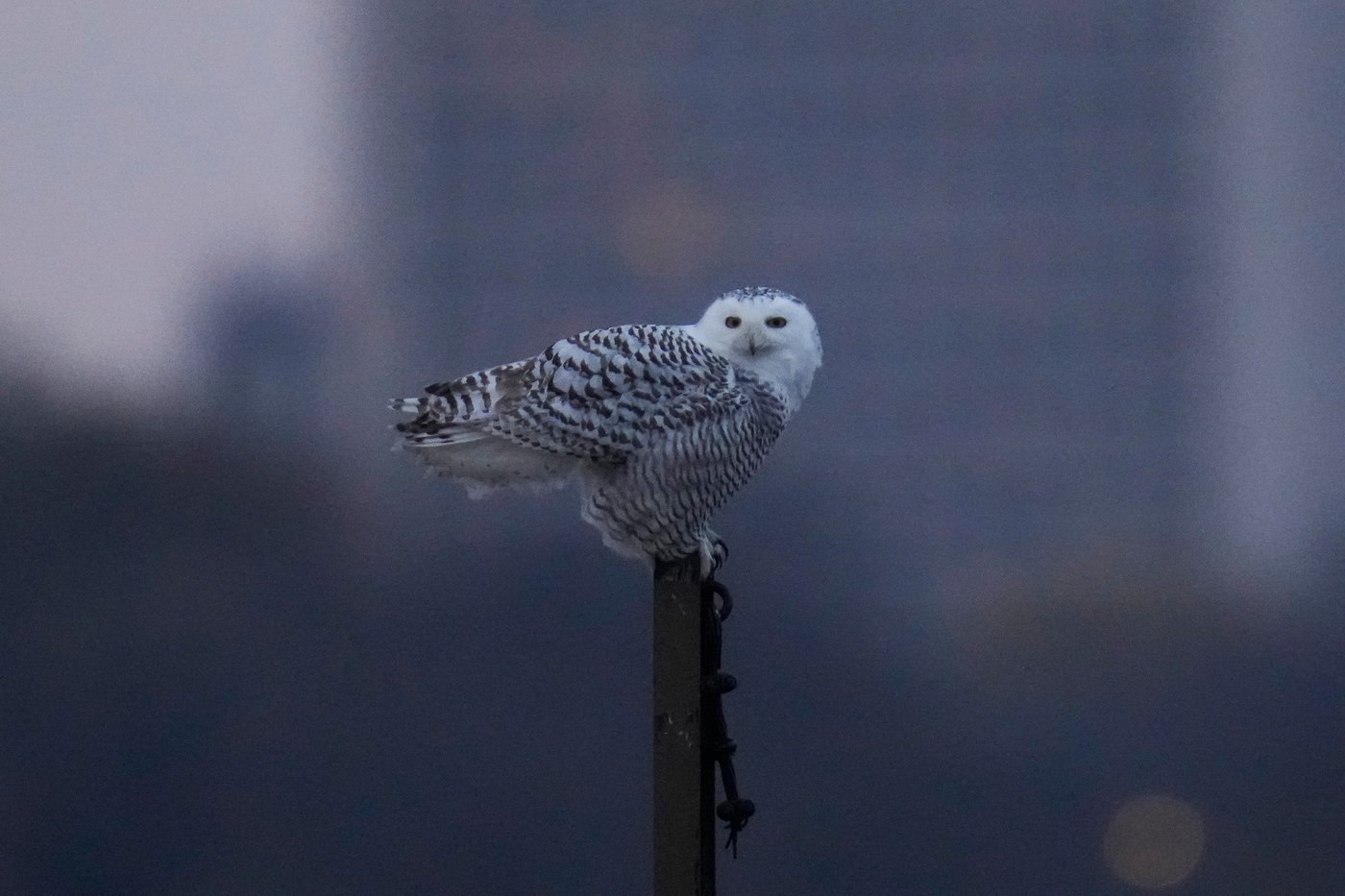 A pair of snowy owls spotted along Lake Michigan beach draws crowds in Chicago | iNFOnews.ca