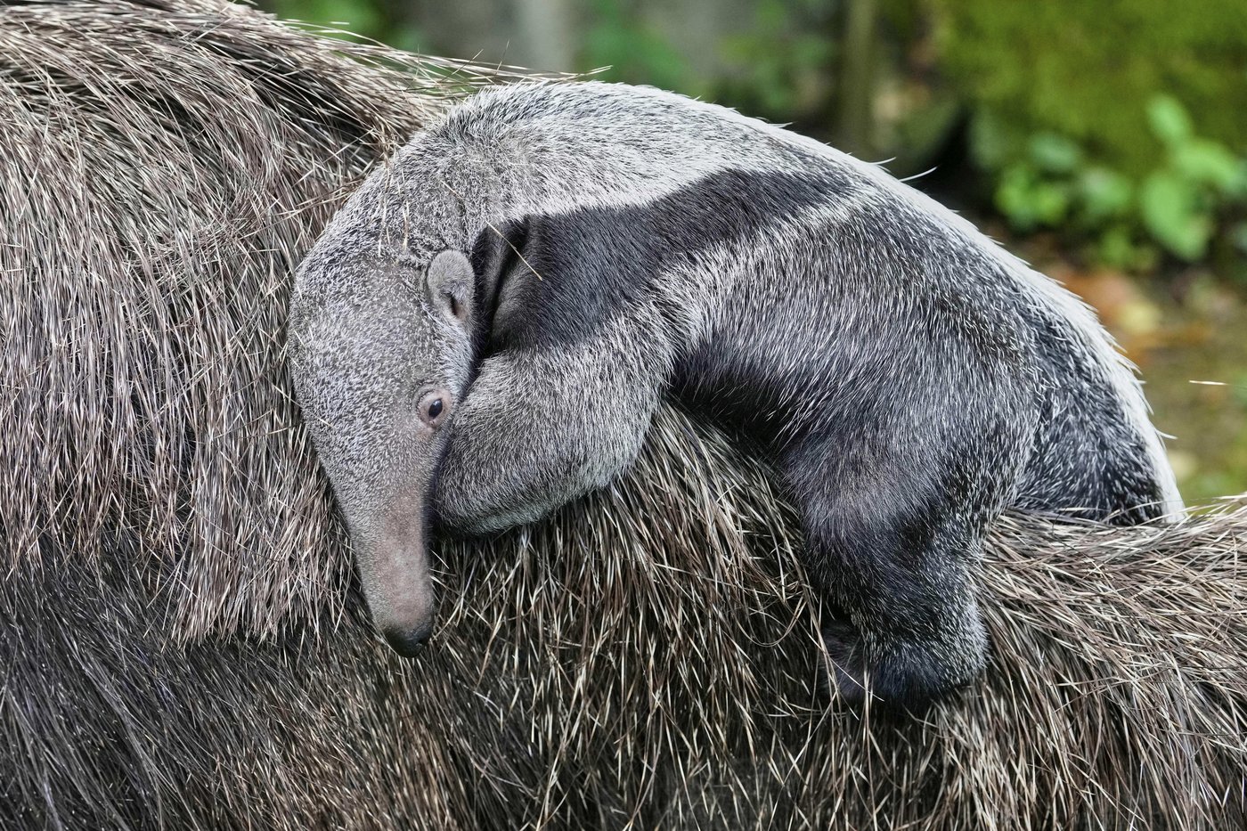 The top photos of the week by AP’s photojournalists | iNFOnews.ca