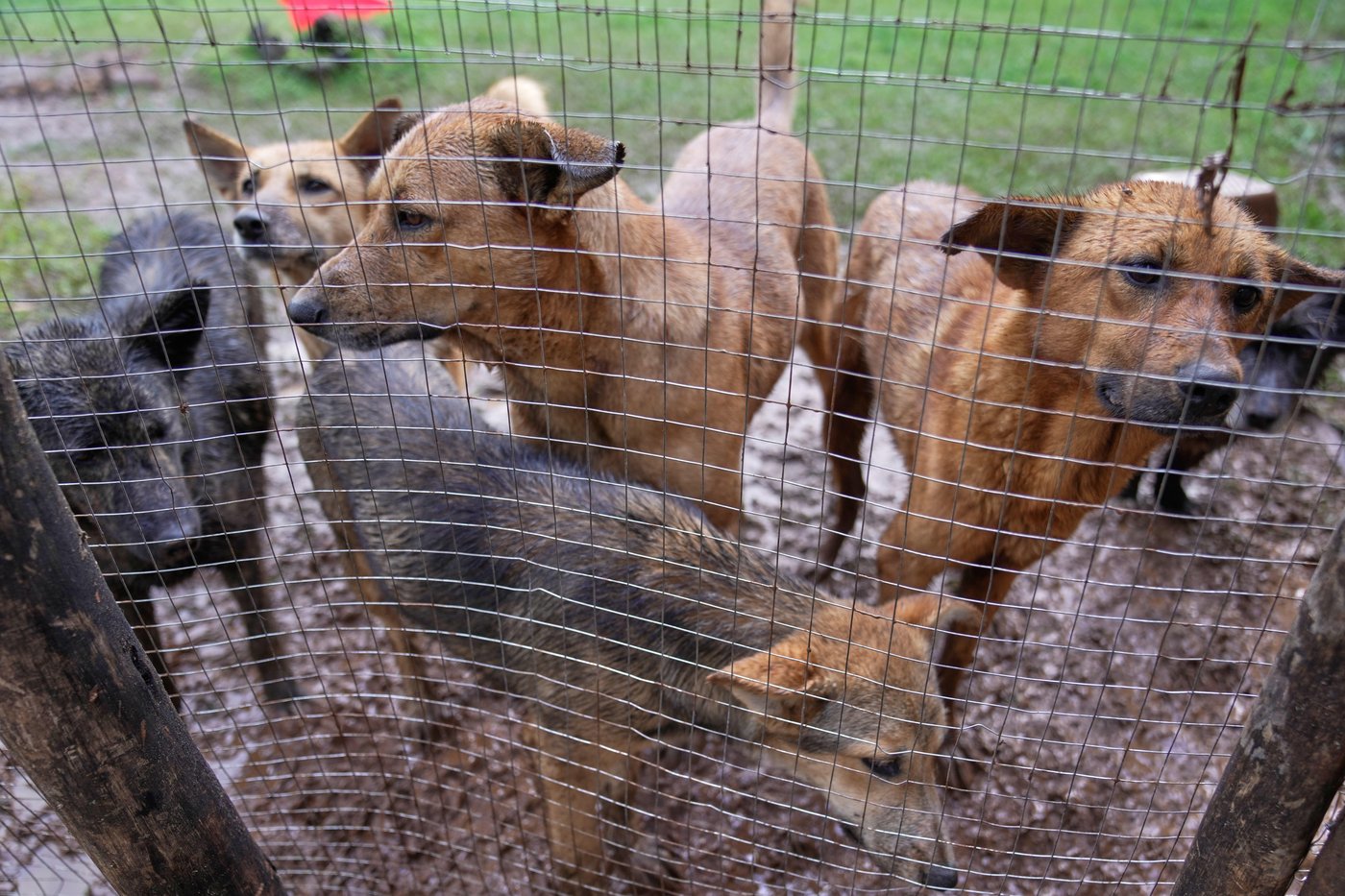 Abandoned dogs in Ethiopia's capital get little care. A woman wants to change that | iNFOnews.ca