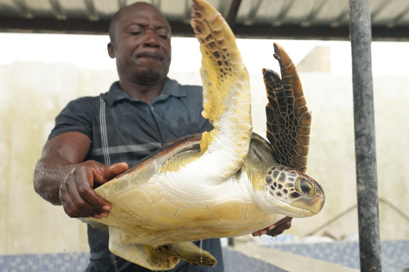 Conservation group rescues sea turtles caught in nets at Nigerian coastal city and rewards fishermen | iNFOnews.ca Conservation group rescues sea turtles caught in nets at Nigerian coastal city and rewards fishermen | iNFOnews.ca