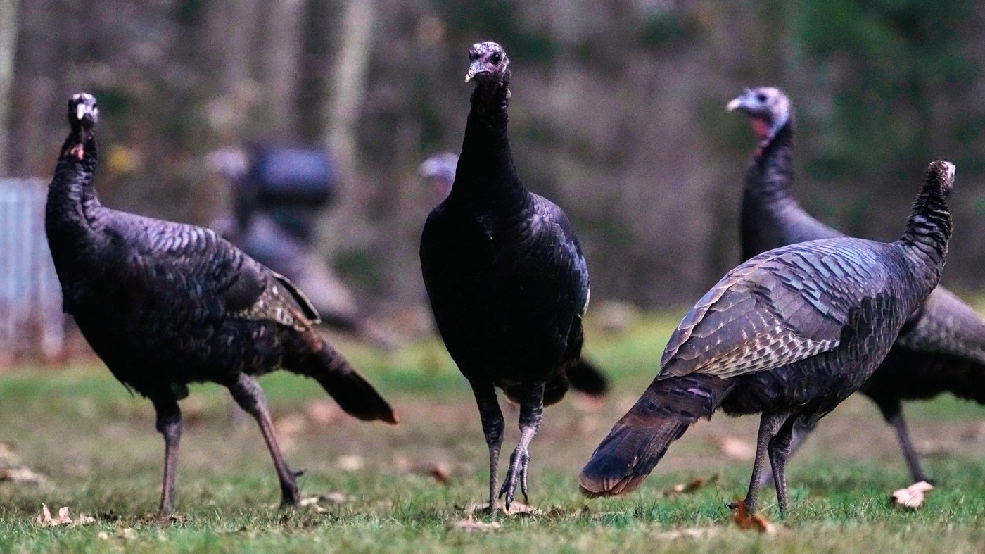 How trading wild turkeys for other animals became a conservation success story | iNFOnews.ca
