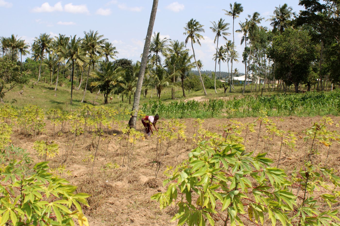 In Kenya, a search for links between a changing climate and mental health | iNFOnews.ca In Kenya, a search for links between a changing climate and mental health | iNFOnews.ca