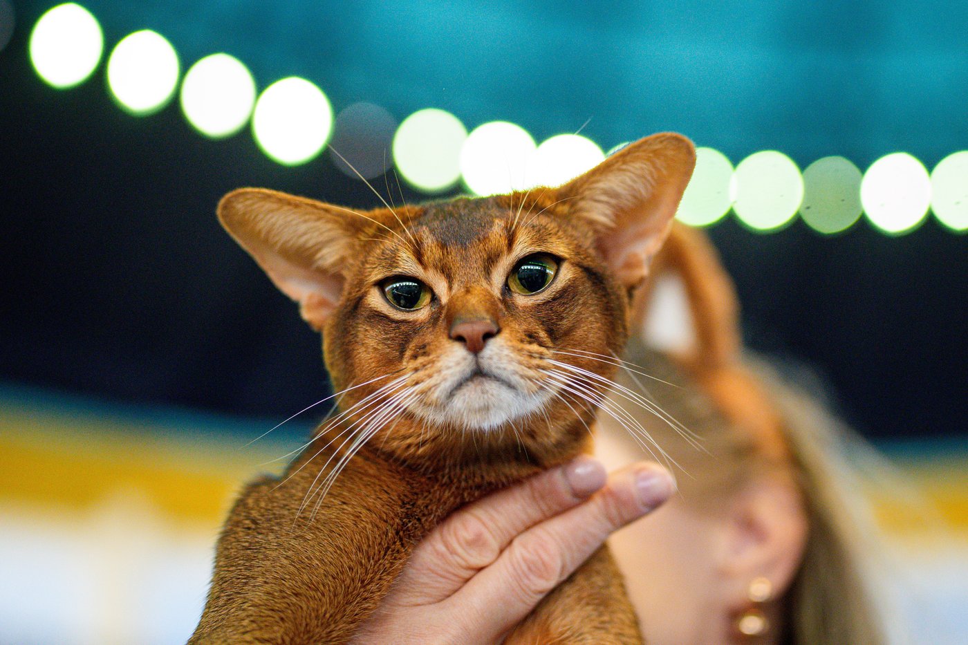 Photos from the world's largest cat show, as 1,000 felines and their fans gather in Romania | iNFOnews.ca