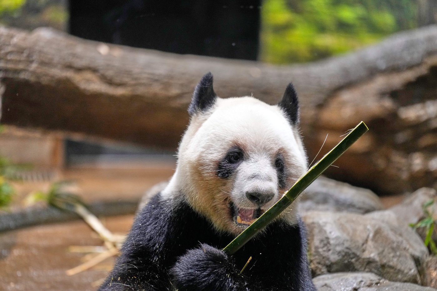Thousands flock to a Tokyo zoo to see the last 2 pandas in Japan before their return to China | iNFOnews.ca
