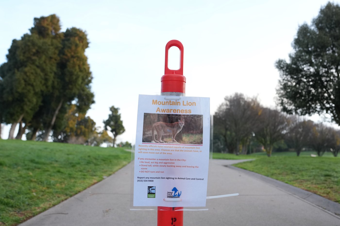 Mountain lion roams posh San Francisco neighborhood before being captured | iNFOnews.ca