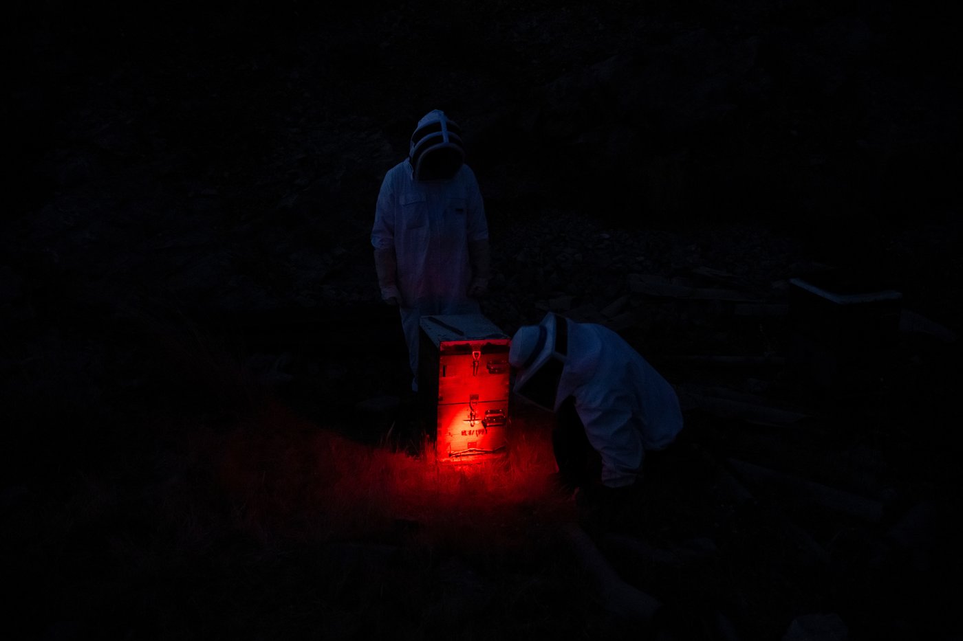 Rooftop beekeeping in Athens: A new buzz in urban ecosystems, in photos | iNFOnews.ca