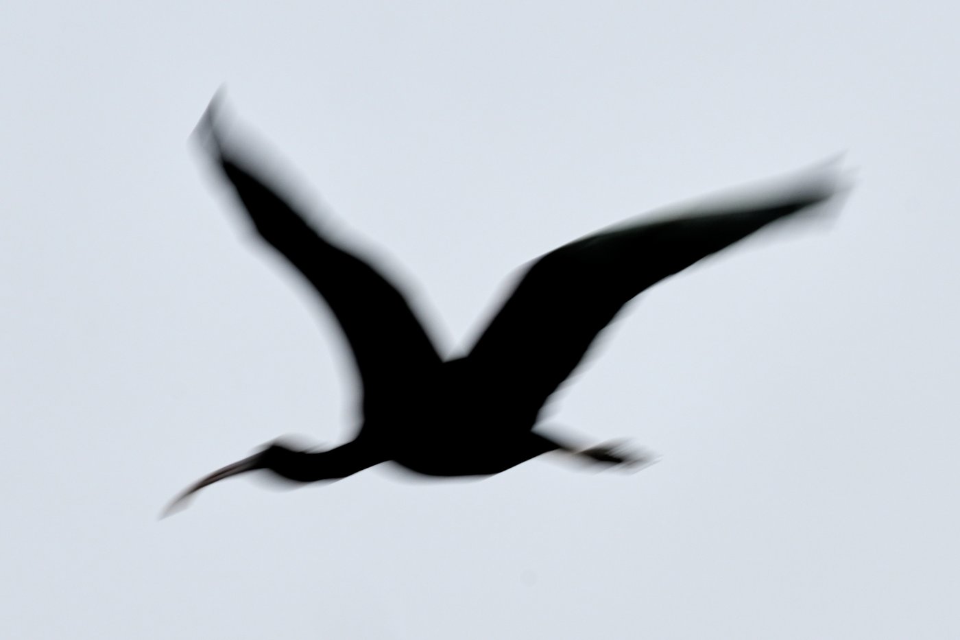 Photos show migratory birds after their arrival at an Indian wildlife sanctuary | iNFOnews.ca