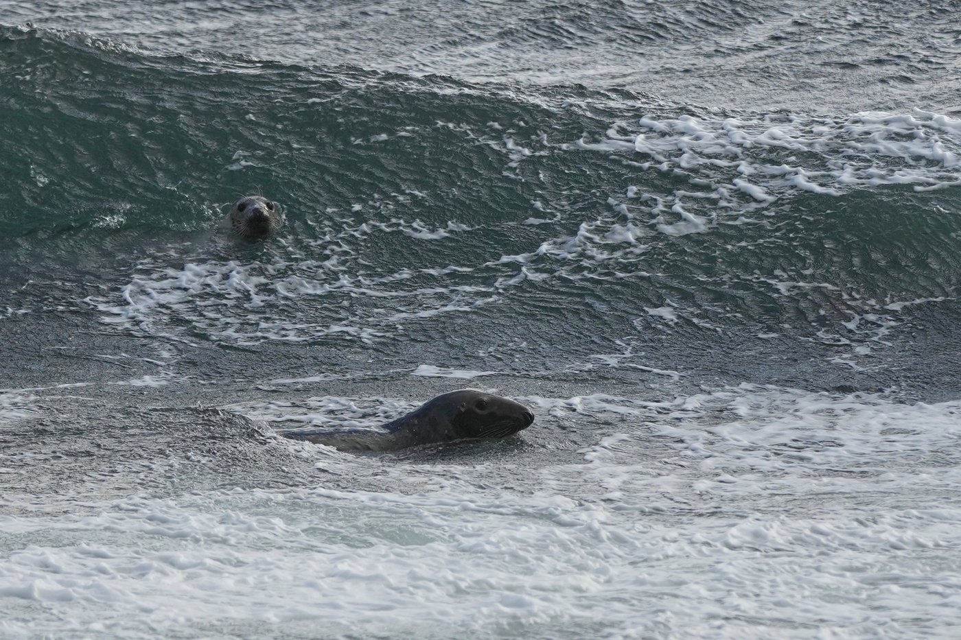 PHOTO ESSAY: Scottish island Ailsa Craig is the granite source for Olympic curling stones | iNFOnews.ca