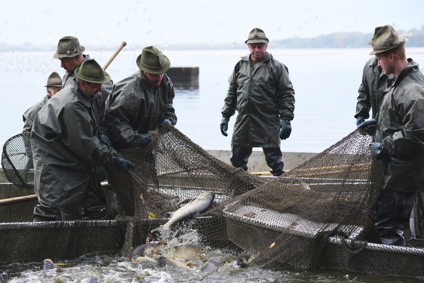 Photos show Czech fisherman hauling in Christmas carp for holiday tables | iNFOnews.ca