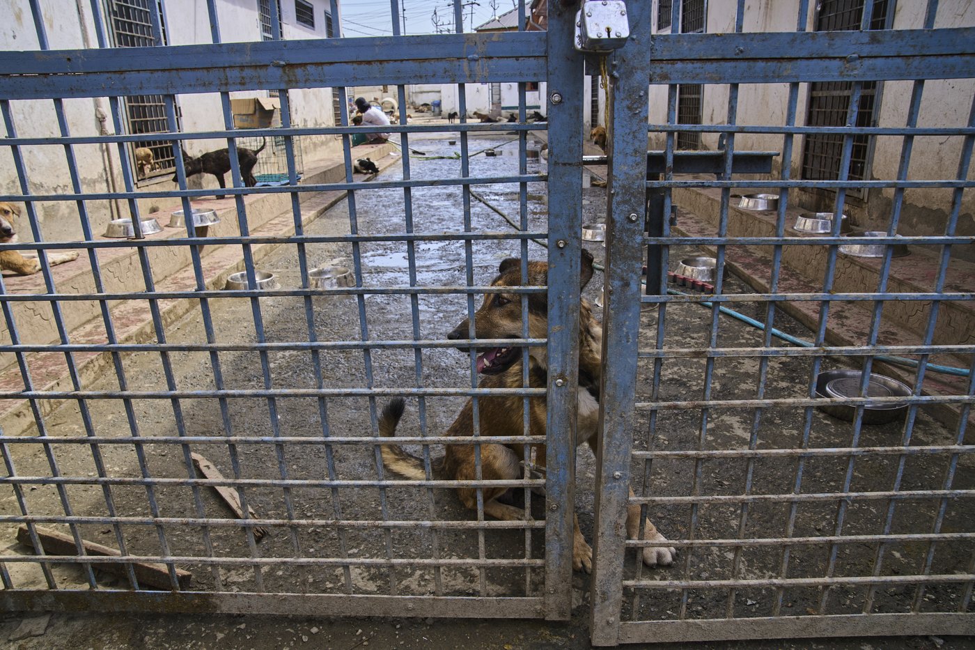 Photos of stray dogs in Indian-controlled Kashmir and attempts to control their population | iNFOnews.ca