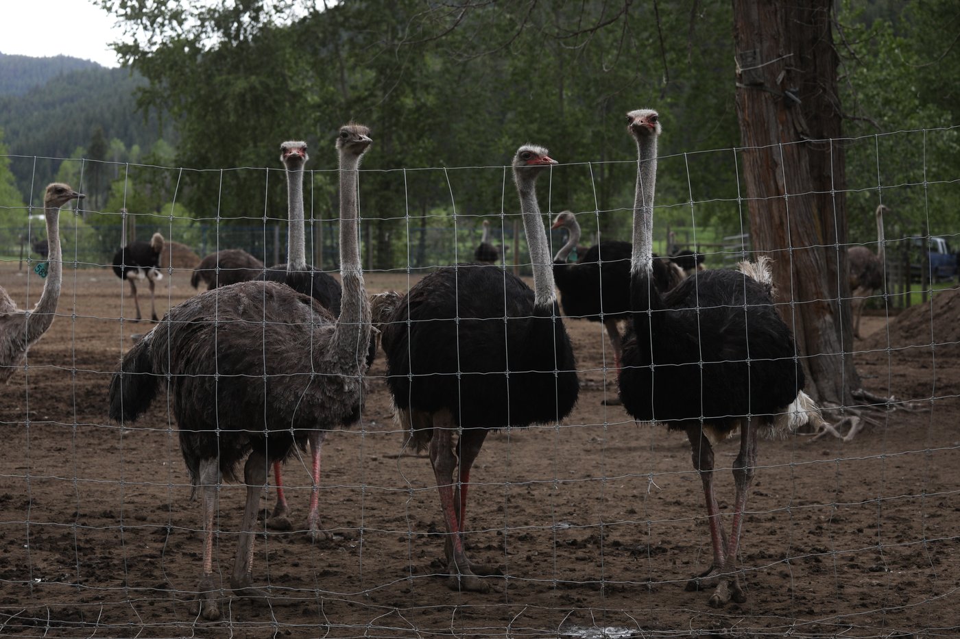 CFIA manual describes sitting on ostriches to inject lethal drug as cull ruling nears | iNFOnews.ca CFIA manual describes sitting on ostriches to inject lethal drug as cull ruling nears | iNFOnews.ca