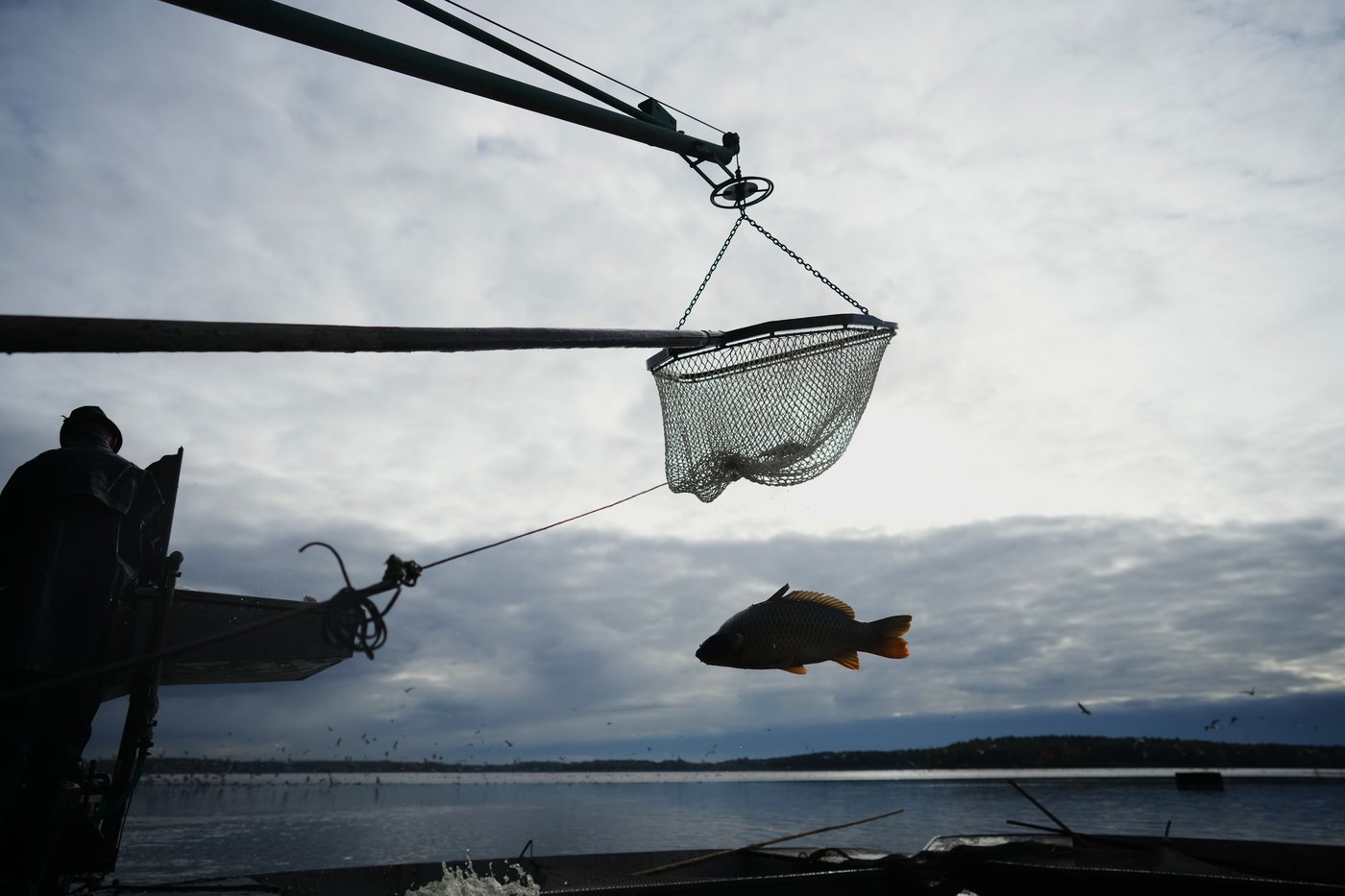 Photos show Czech fisherman hauling in Christmas carp for holiday tables | iNFOnews.ca