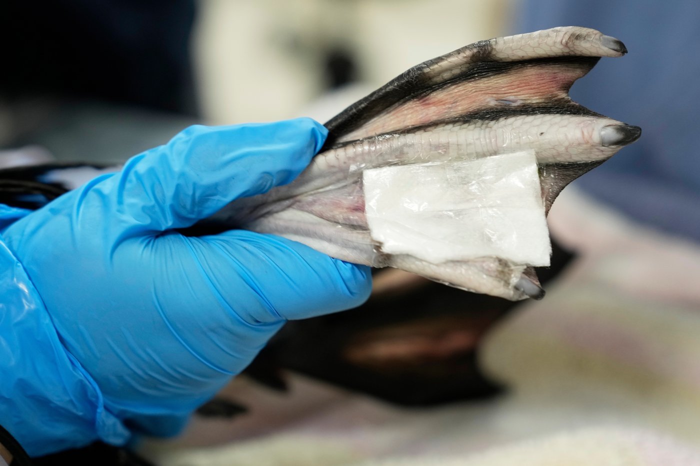 More loons are filling Maine's lakes with their ghost-like calls | iNFOnews.ca More loons are filling Maine's lakes with their ghost-like calls | iNFOnews.ca