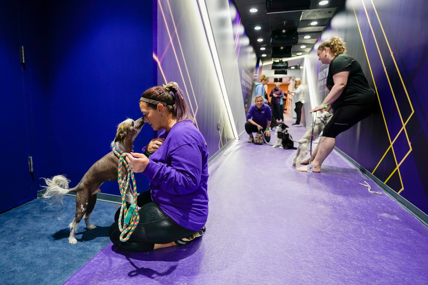 Wowed by the agility dogs at the Westminster show? A winning handler explains how it's done | iNFOnews.ca