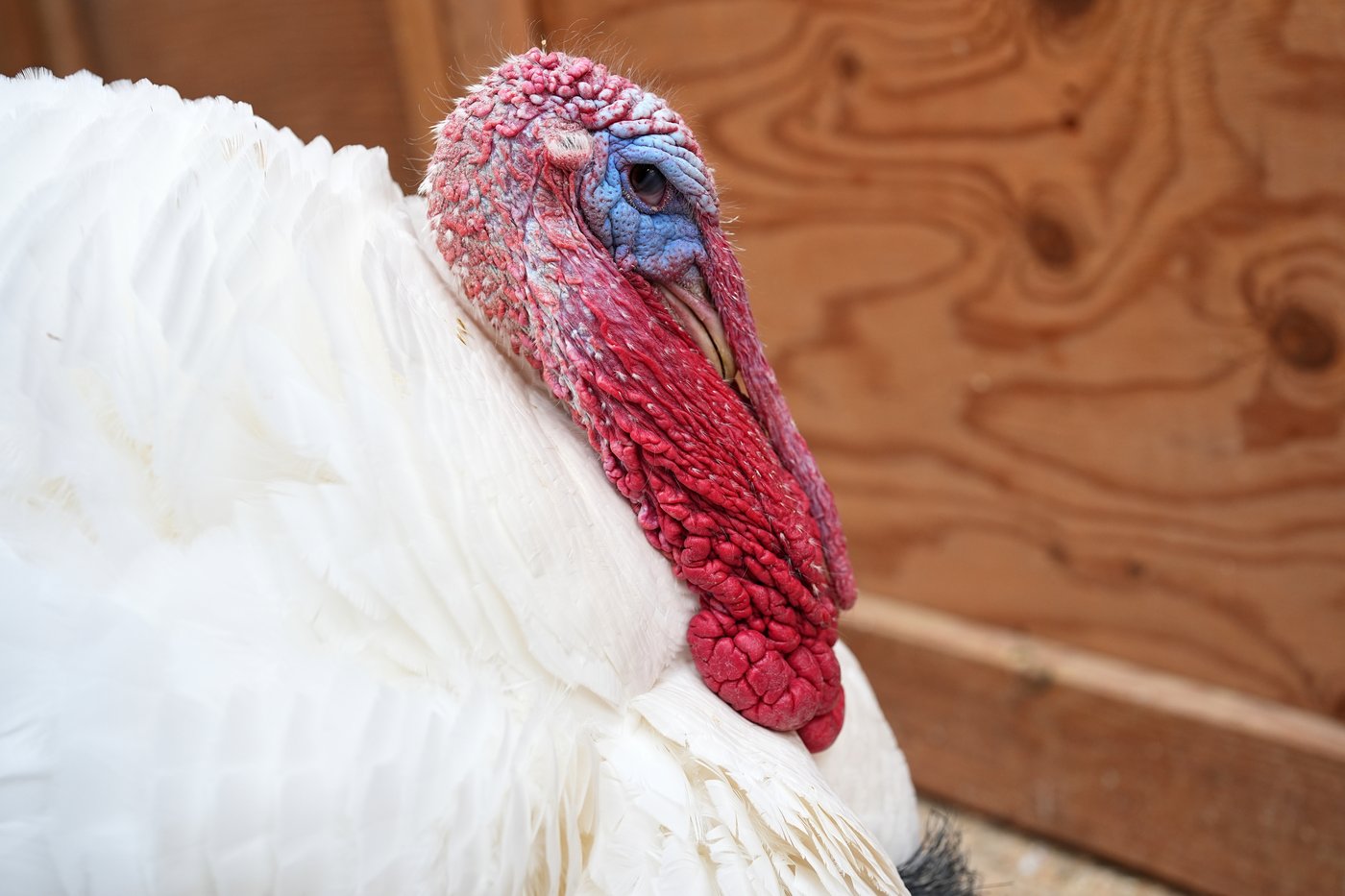 Some families are 'adopting' turkeys for Thanksgiving instead of eating them | iNFOnews.ca