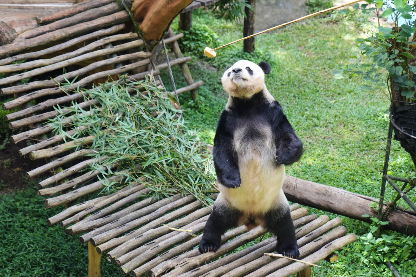 Indonesia's panda cub Rio thriving 40 days after birth | iNFOnews.ca