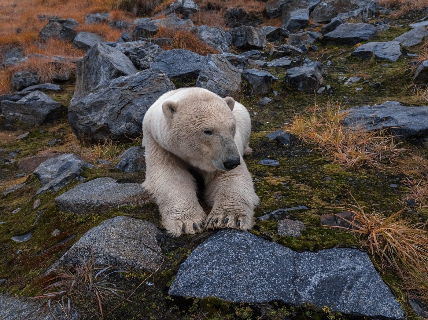 Photos show polar bears chilling at home in abandoned Russian research station | iNFOnews.ca
