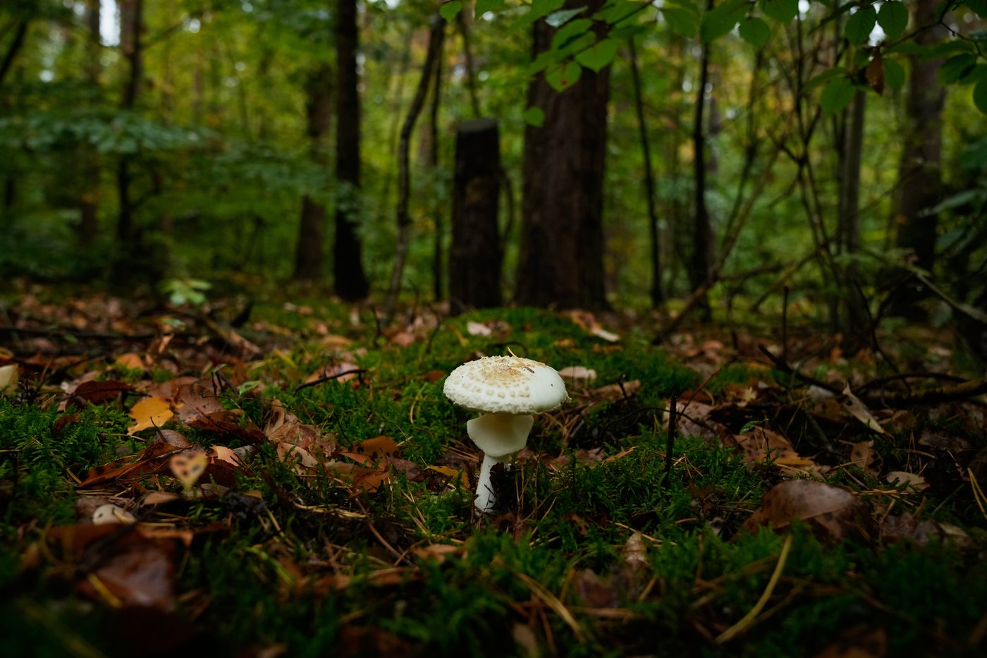 Mushroom hunting in Germany sees a revival thanks to veganism and medicinal fungi, in photos | iNFOnews.ca