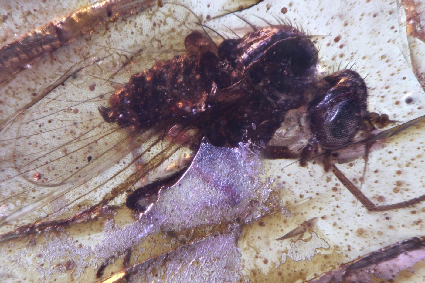 Discovery of insects trapped in amber sheds light on ancient Amazon rainforest | iNFOnews.ca
