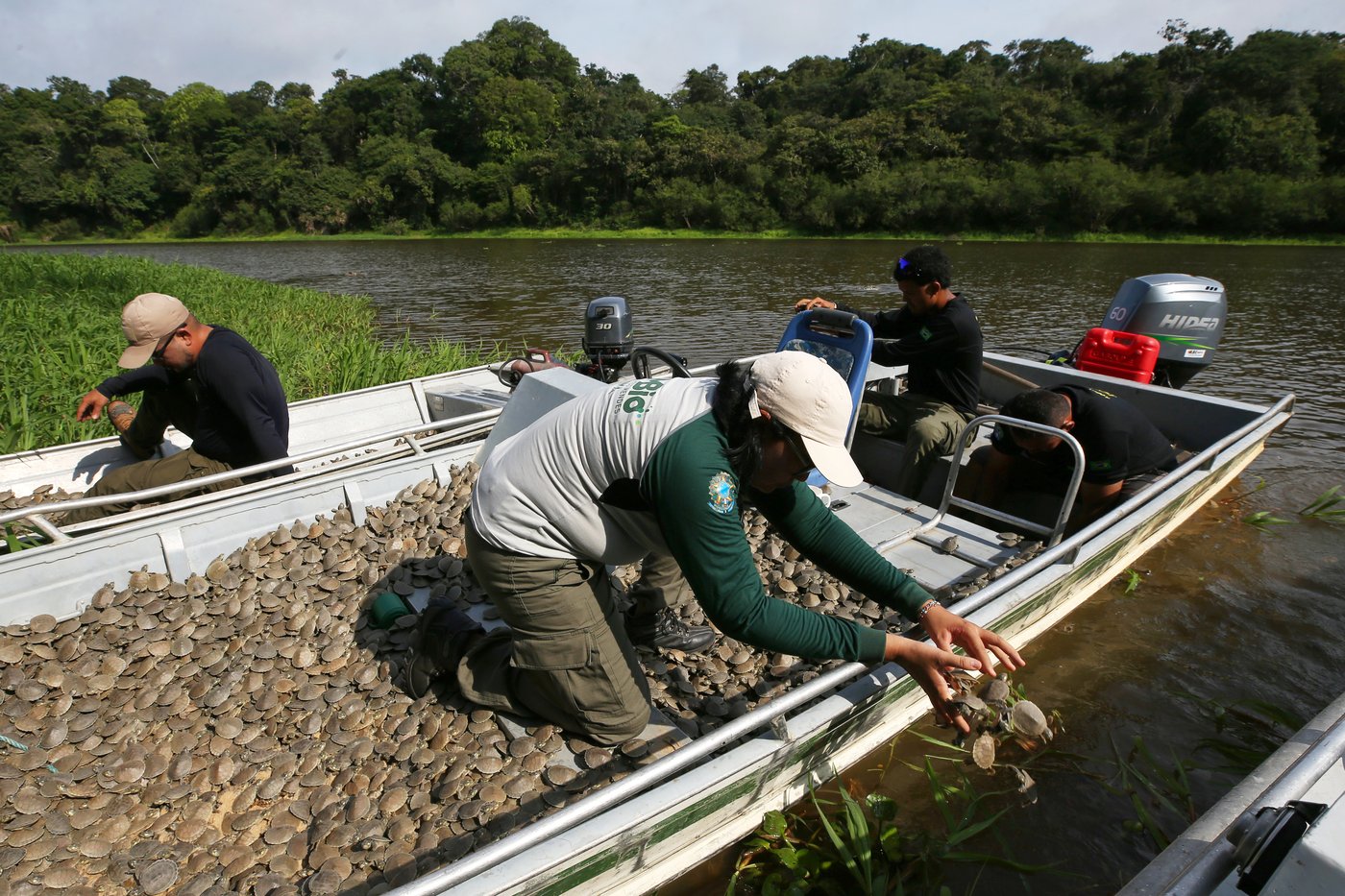 Photos show release of giant Amazon river turtle hatchlings in key Brazilian reserve | iNFOnews.ca