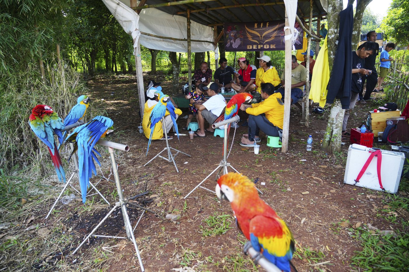 Photos show how an Indonesian motorbike mechanic became a macaw trainer | iNFOnews.ca