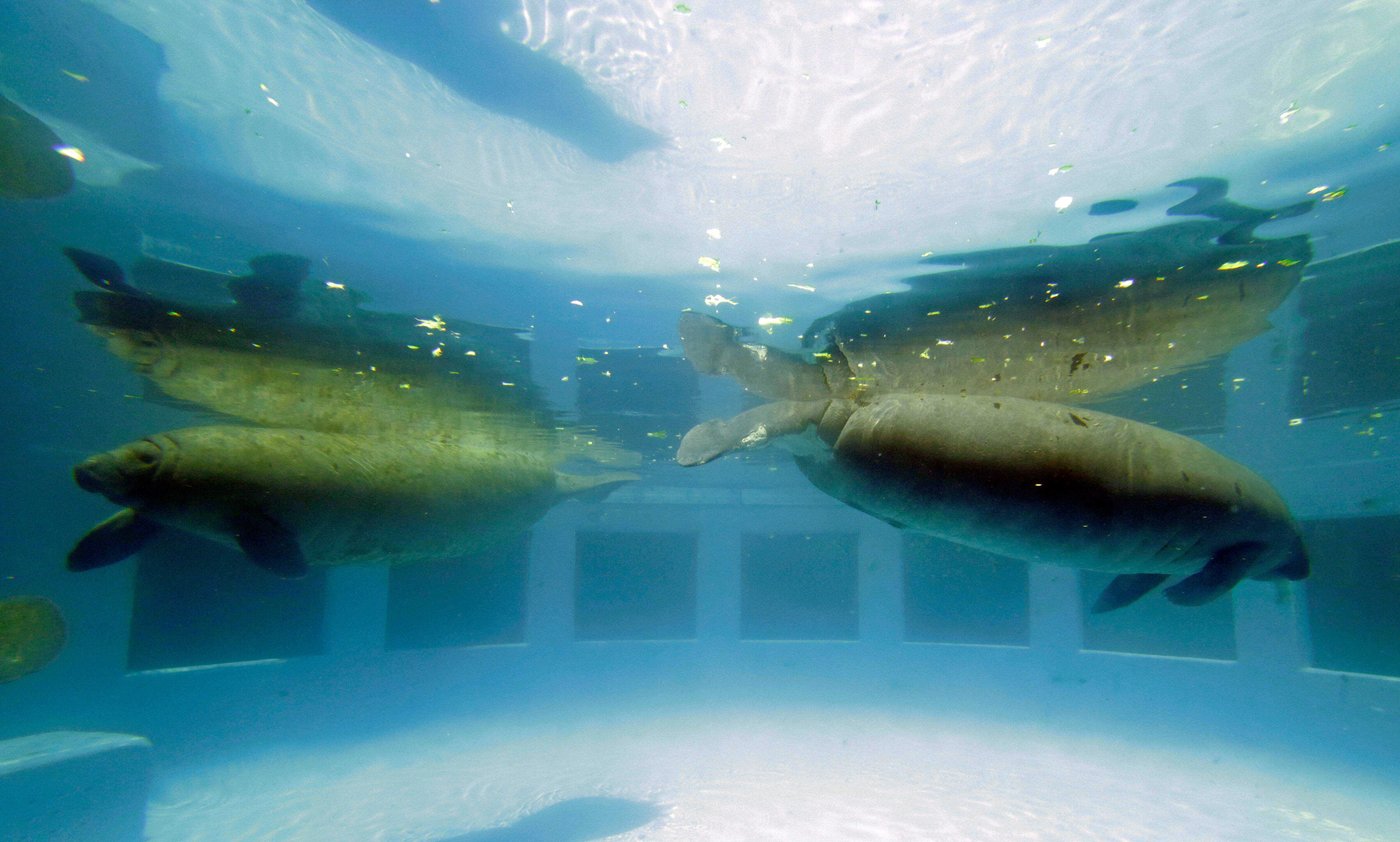The cherished and controversial Miami Seaquarium closes its doors | iNFOnews.ca The cherished and controversial Miami Seaquarium closes its doors | iNFOnews.ca