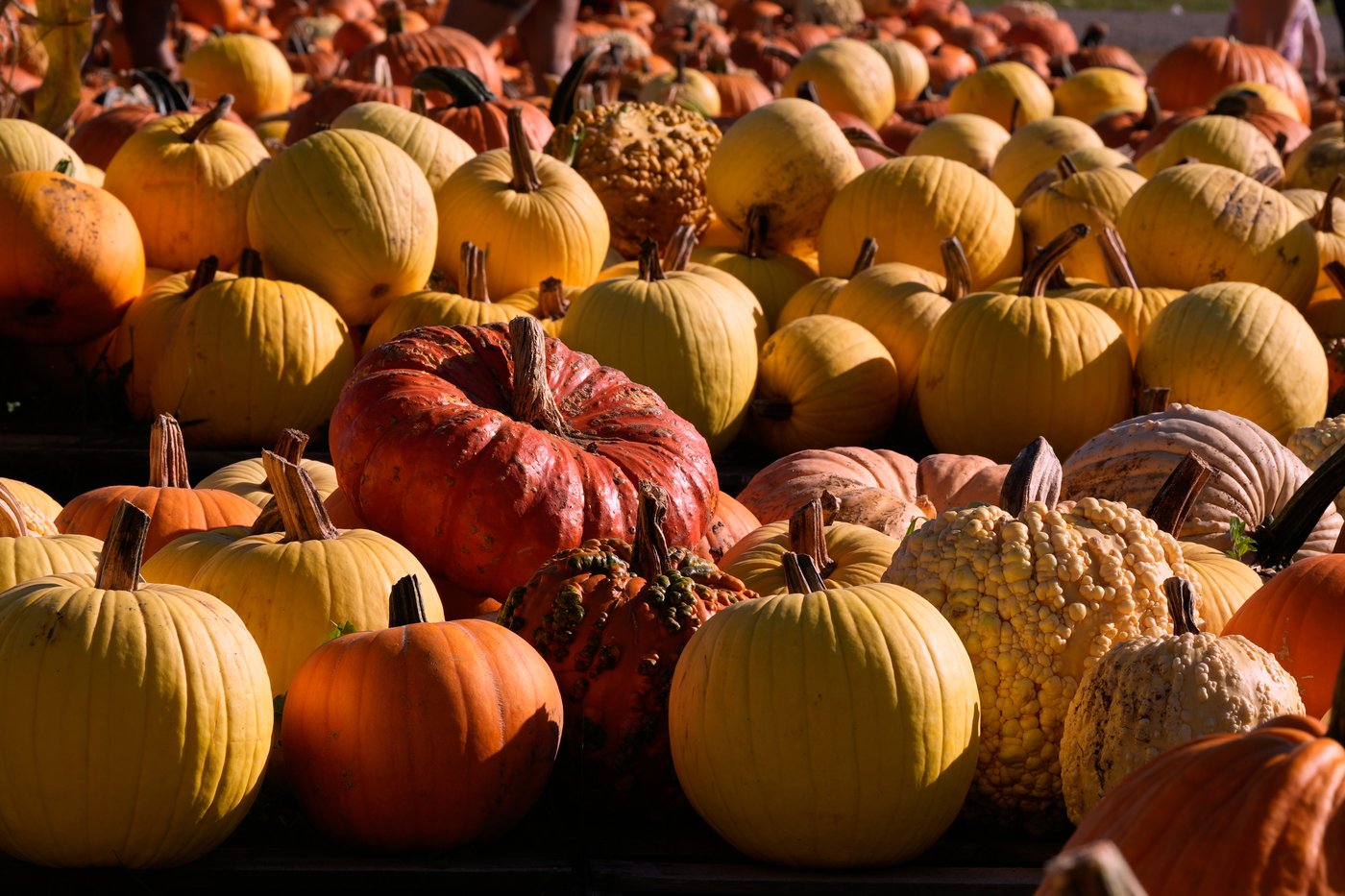 Halloween pumpkin waste is a methane problem, but chefs and farmers have solutions | iNFOnews.ca Halloween pumpkin waste is a methane problem, but chefs and farmers have solutions | iNFOnews.ca