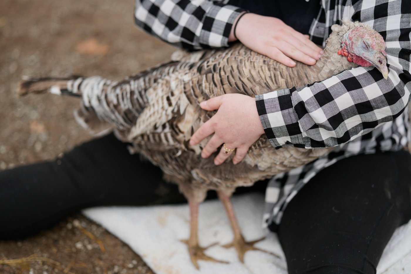 At The Gentle Barn, turkeys are for snuggling, not stuffing at Thanksgiving | iNFOnews.ca