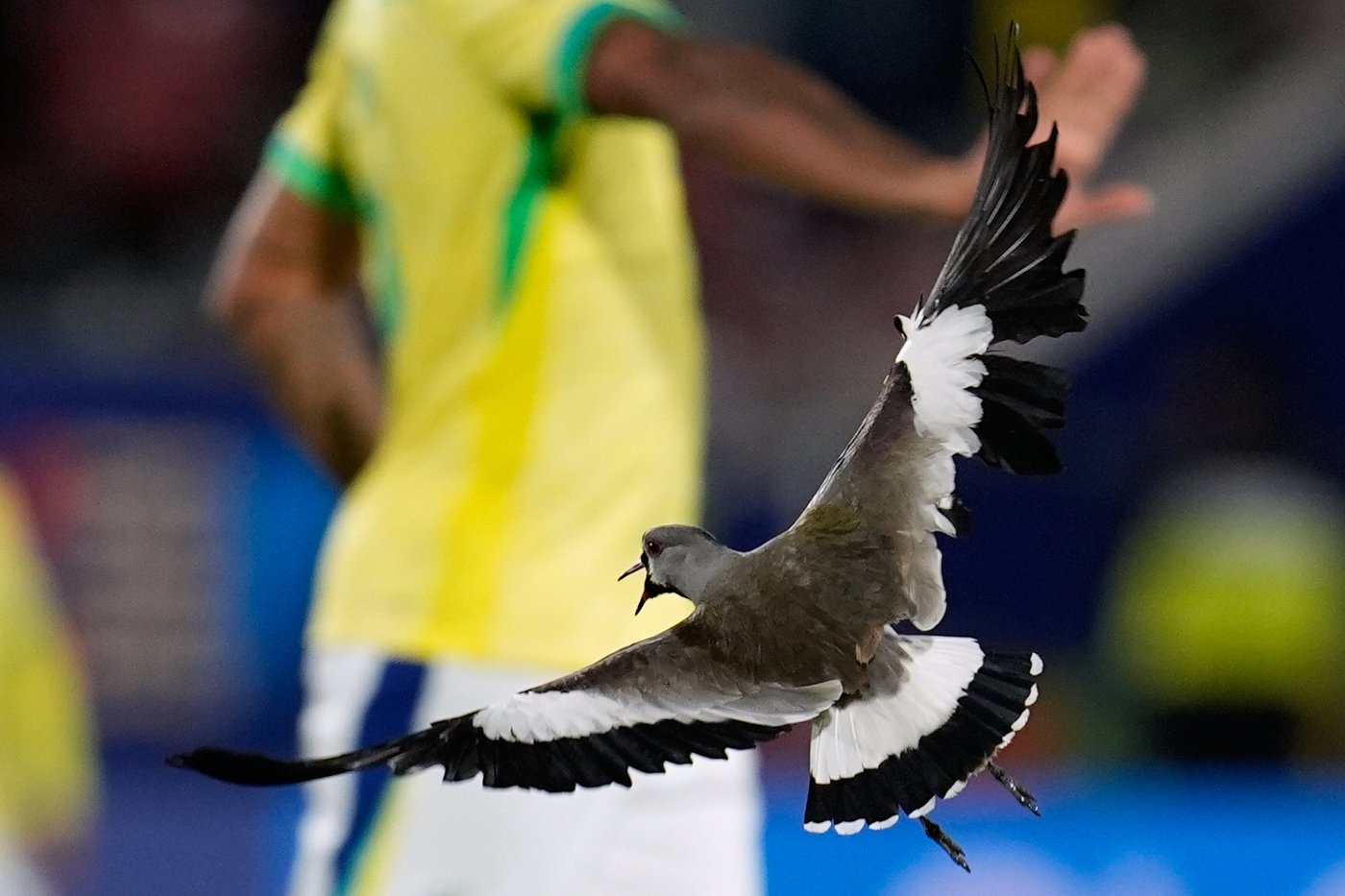 Photos from Week 1 of the U-20 World Cup | iNFOnews.ca