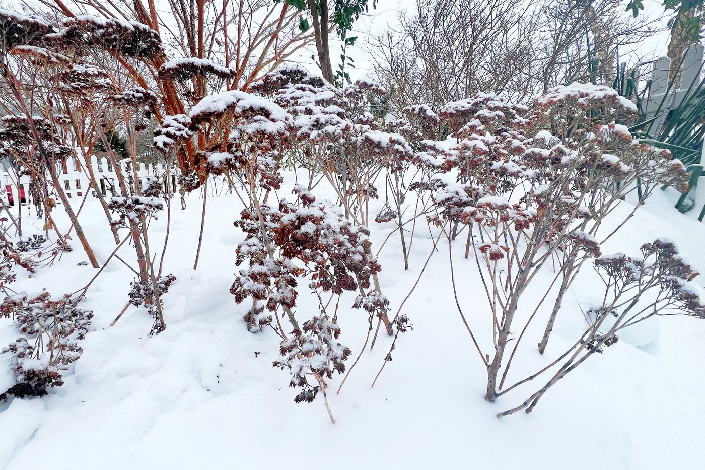 Snow protects your garden beds. Trees might need some help | iNFOnews.ca