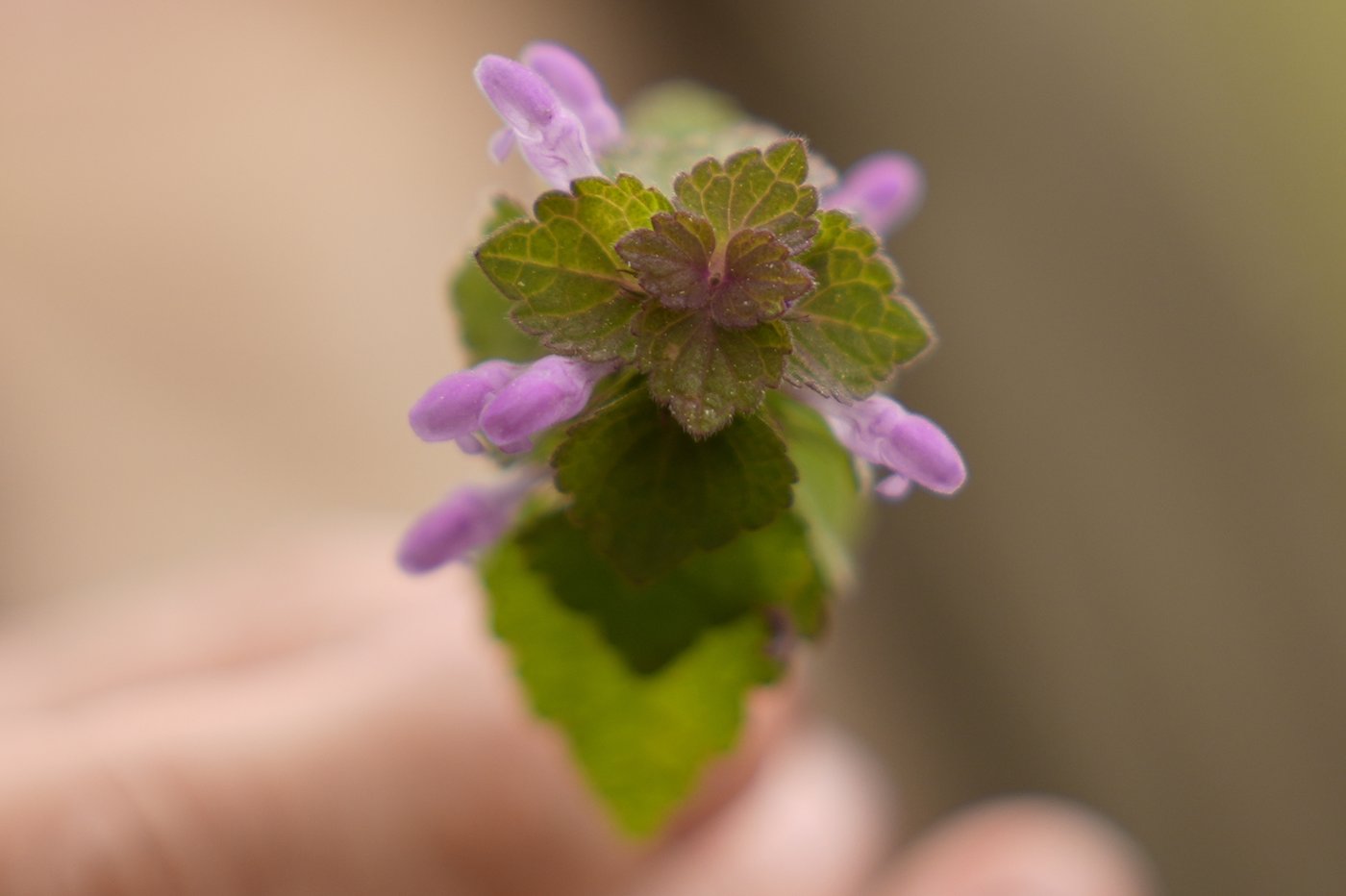 What to know before you try foraging for edible plants and mushrooms in backyards or public spaces | iNFOnews.ca