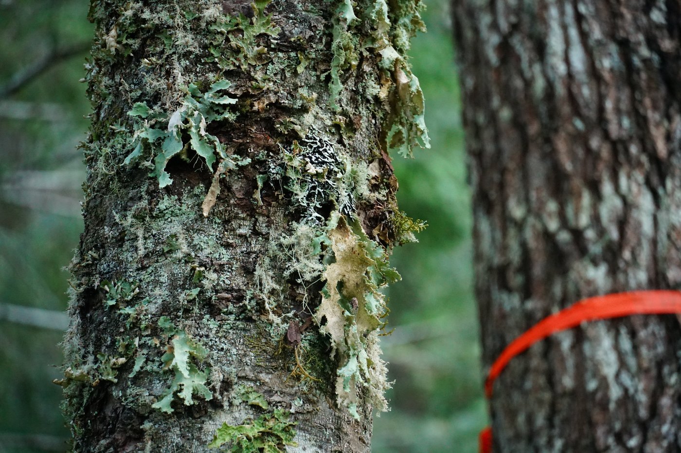 Lichen, logging, land rights: Complex forces play out in fate of ancient B.C. forest | iNFOnews.ca Lichen, logging, land rights: Complex forces play out in fate of ancient B.C. forest | iNFOnews.ca