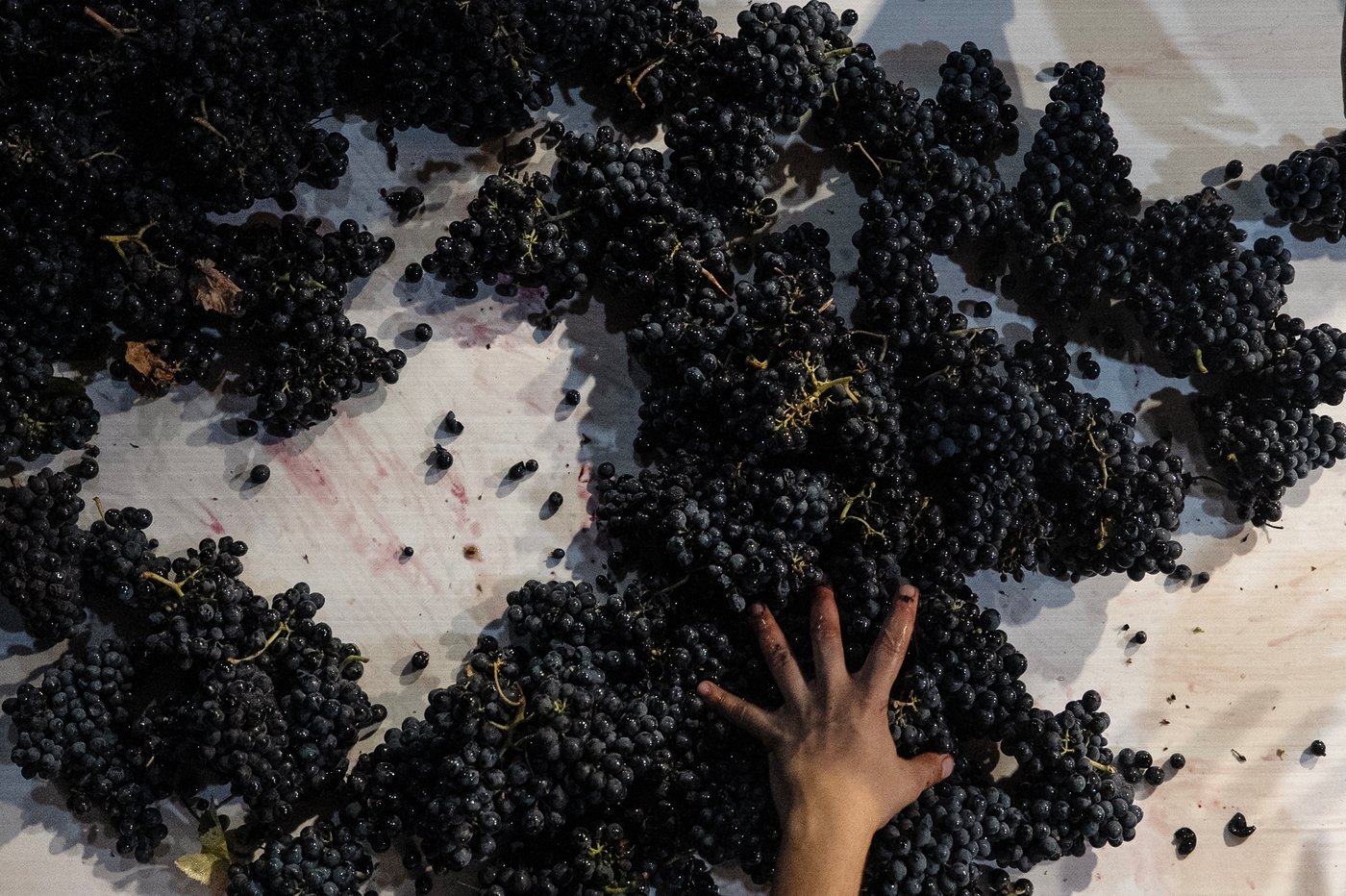 In the cool of a Portugal night, it’s time to pick the grapes | iNFOnews.ca