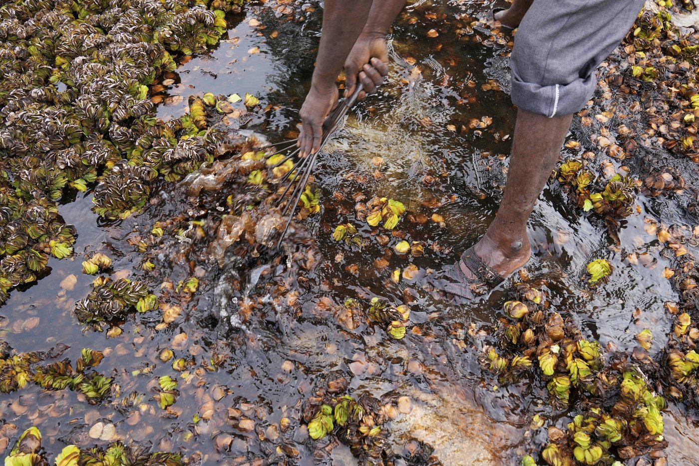 As climate risks grow, India's Bengaluru is trying to save its vanishing lakes | iNFOnews.ca As climate risks grow, India's Bengaluru is trying to save its vanishing lakes | iNFOnews.ca