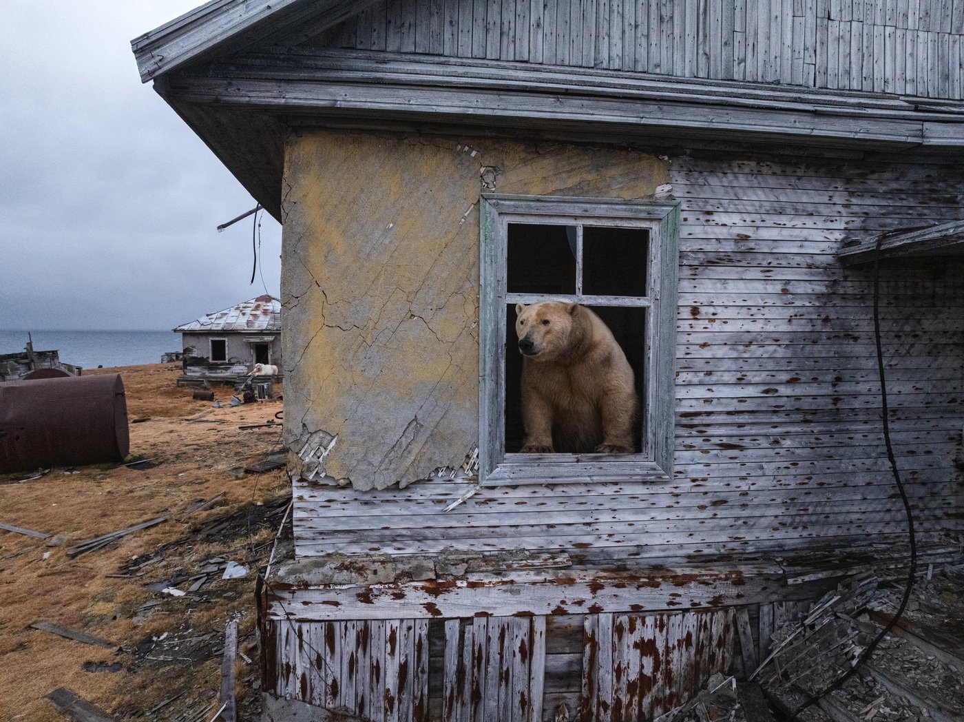 Photos show polar bears chilling at home in abandoned Russian research station | iNFOnews.ca
