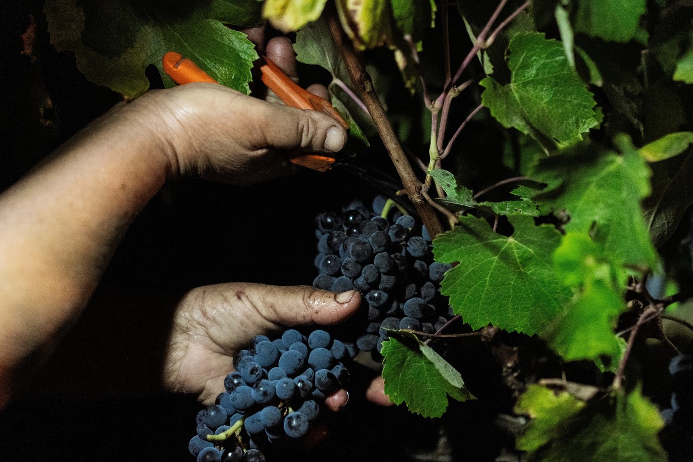 In the cool of a Portugal night, it’s time to pick the grapes | iNFOnews.ca
