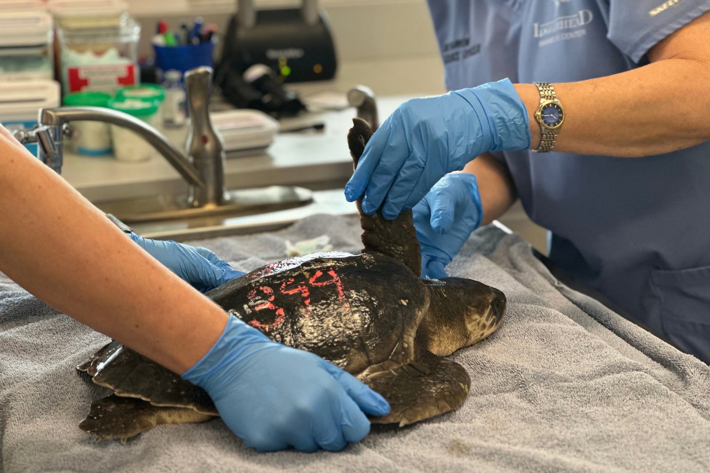 24 endangered sea turtles recovering in Florida after cold stunning off Cape Cod | iNFOnews.ca 24 endangered sea turtles recovering in Florida after cold stunning off Cape Cod | iNFOnews.ca