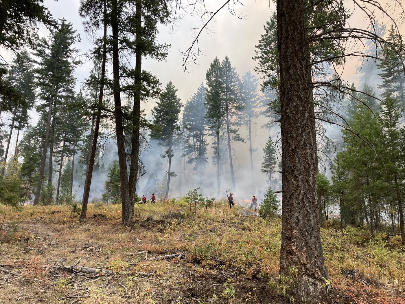 Planned ignition aims to reduce fuel around wildfire near Peachland, B.C. | iNFOnews.ca