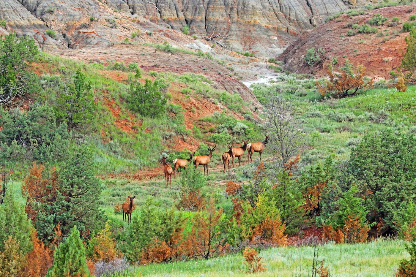 Reconstructed road opens grand views at Theodore Roosevelt National Park in North Dakota | iNFOnews.ca