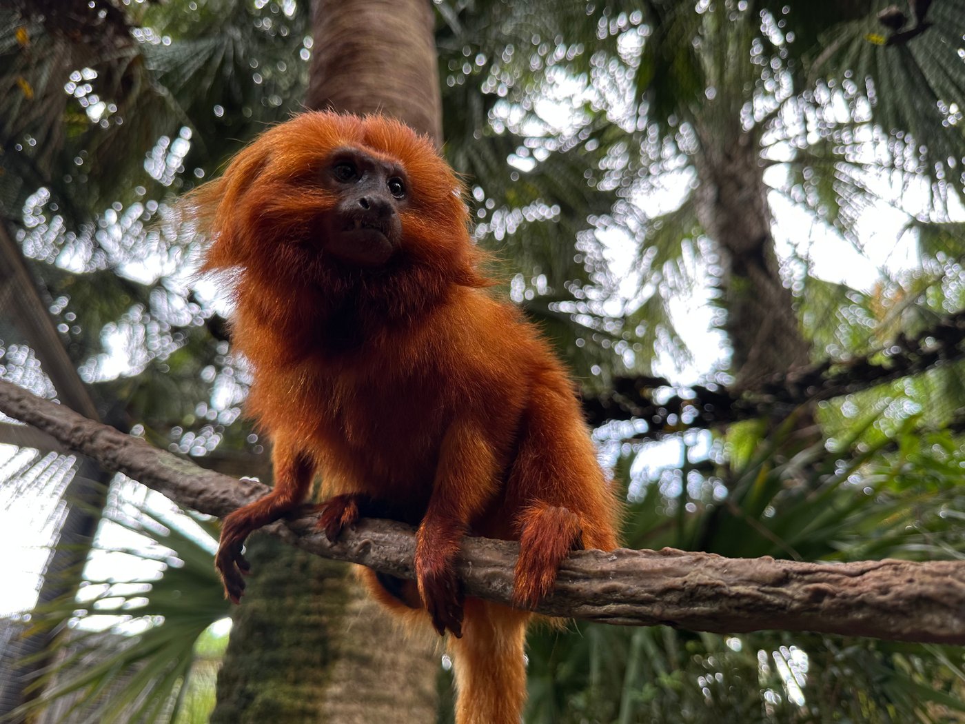 Golden lion tamarins and sloths become unlikely roommates at Palm Beach Zoo | iNFOnews.ca
