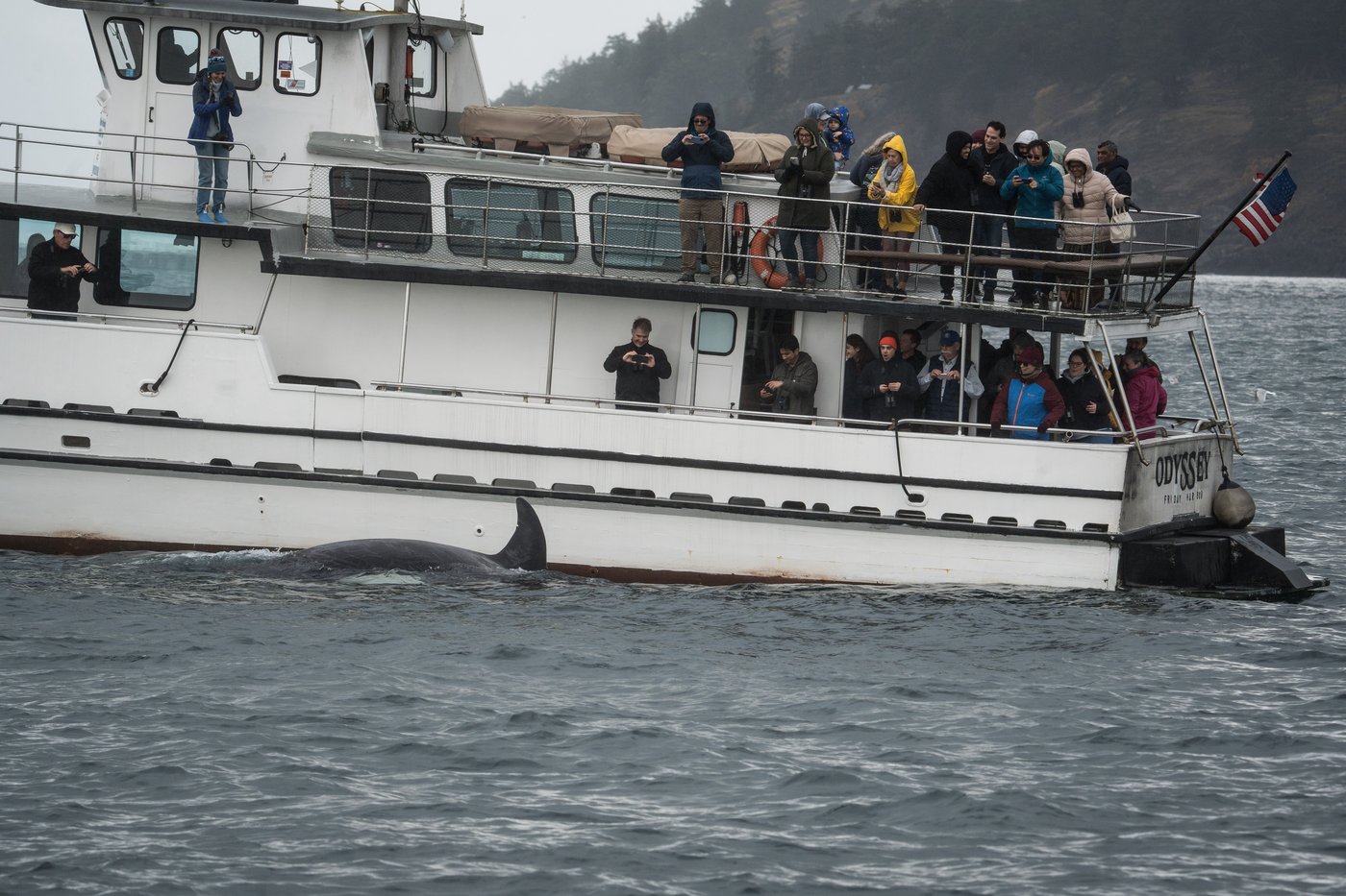 Scientists hope underwater fiber-optic cables can help save endangered orcas | iNFOnews.ca Scientists hope underwater fiber-optic cables can help save endangered orcas | iNFOnews.ca